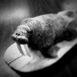 Walrus carving, St Lawrence Island